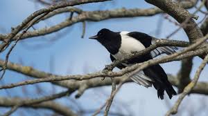 This large, flashy relative of jays and crows is a social creature, gathering in numbers to feed at carrion. How To Get Rid Of Magpies By Scaring Them Tips And Guide For Keeping Them Away Pest Samurai