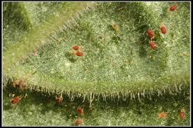 Image result for spider mites on cucumbers