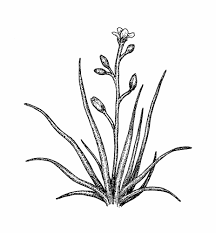 Image result for Subularia