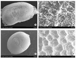 Image result for Commelina albescens