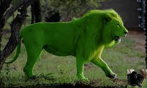 Gallery For Melanistic Lion Melanistic Lion Melanistic Beast Boy