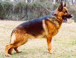 Yavru Satilik K9 Fiyatlari