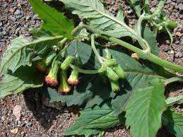 Image result for Crassocephalum picridifolium