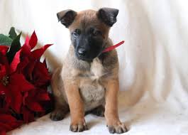We've never had a mal before but we have had a gsd. Belgian Malinois Puppies For Sale Puppy Adoption Keystone Puppies