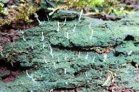 Image result for Multiclavula mucida