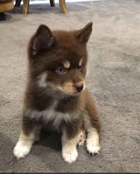 Black And White Pomsky With Blue Eyes Pomeranian Brown Fur Blue Eyes Puppy Pomeranian Puppy Pomsky Puppies Puppies