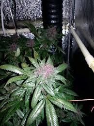 In order to hit the 40 mole level for maximum yield, you want a grow light that emits between 600 umols (for 18 hour veg) and 925 umols (for 12 hour flowering) ppfd of light. Which Led Grow Lights Are Best For Growing Cannabis Grow Weed Easy
