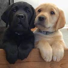 Insta Dog Chien Chiens Chiens Mignons Beaux Chiens Labrador Cocker Petit Chien Grand Chien Chien Chat Ch Dogs And Kids Cute Baby Animals Cute Labrador Puppies