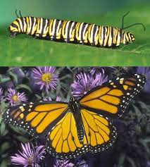 Big Black Caterpillar With Orange Stripes Transformations Which Caterpillar Becomes Which Butterfly Articles Features Butterfly Transformation Butterfly Species Monarch Butterfly Garden