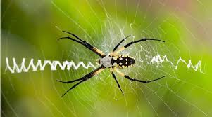 Black And Yellow Striped Spider Huge Scary Spider Killed My Dog Spiders Scary Garden Spider Spider