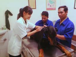 Search in your neighborhood, read reviews by pet owners, and book the perfect pet sitter. Pet Care Vet Ampera Facebook