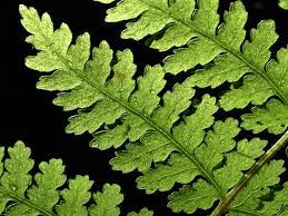 Image result for Hypolepis