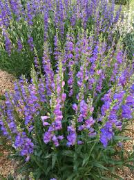 Image result for Penstemon