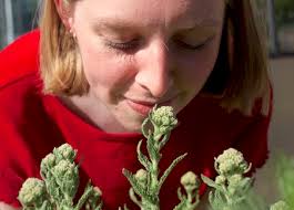 Bad smell as a war weapon