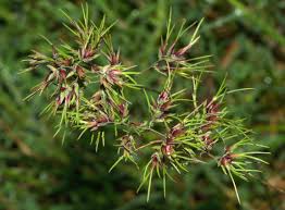 Image result for Poa schimperiana