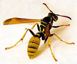 After 70 years, we are still confident the only bugs you'll want at your home are ours. Pest Control City Of St Albert