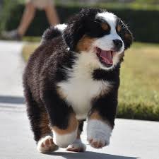 Bernese mountain dogs have a higher energy level than other dog breeds. 1 Bernese Mountain Dog Puppies For Sale In Los Angeles
