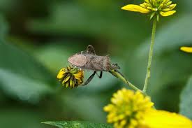 In fact, it's a common ingredient in many residential insecticide products. Killing Squash Bugs How To Identify And Control Anasa Tristis Epic Gardening
