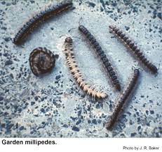 Remove as much garden debris as possible, since this is an ideal breeding ground for them Garden Millipede In The Landscape Nc State Extension Publications