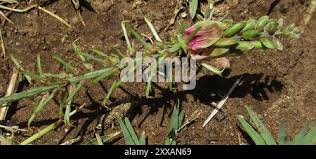 Image result for Indigofera schimperi