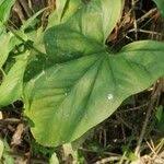 Image result for Cercestis congensis