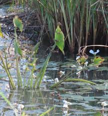 Image result for Limnophyton obtusifolium