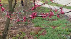 Redbud trees, or cercis canadensis, are a type of north american tree that bloom in the spring. Redbud Redbud Altum S Zionsville In