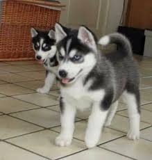 Buy and sell on gumtree australia today! Siberian Husky Puppies For Sale Dallas Tx 220837