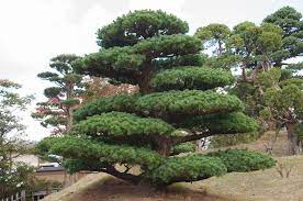 Takasago An Dupuich Japanese Garden Bonsai Garden Garden Trees