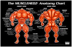 musclehedz anatomy chart welcome to musclehedz