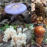 Wild Facts About Wild Mushrooms