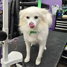 Monica is looking like a diva after her all over cut! 💋😍  #WaggerzGroomRoom #NaturalGrooming #Cleandogs #HappyDogs #4042Grooming  #4042Groomer #WhiteOakGrooming #Grooming #DogGrooming #Groomer #DogGroomer  #PetStylist #DogSalon #PetSalon #GarnerGrooming ...