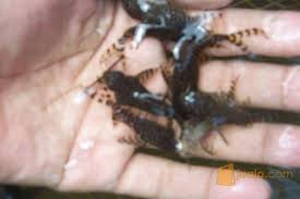 Cocok bagi yang ingin mengembangkan usaha maupun yang baru memulai bisnis.produk ikan hias yang di jual antara lain mas koki, koi, arwana, cupang, gupi, berbagai macam ikan predator dan ikan aquascape.melayani pesanan sesuai permintaan selama stock ikan tersedia.lokasi berada di kab. Jual Benih Ikan Hias Harga Murah Kab Kediri Jualo