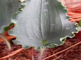 Image result for Eriospermaceae