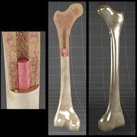 In a cross section of a bone we can see two types of bone tissue: Bone Cross Section 3d Model