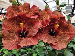 Image result for Hibiscus mechowii