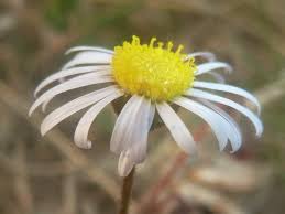 Image result for Felicia muricata