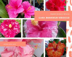 Rumah bunga neisha rumah bunga neisha cara menanam. Rumah Bunga Neisha