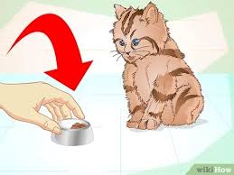 Terus, kenapa kucing saya tidak mau makan? 4 Cara Untuk Membujuk Anak Kucing Agar Mau Makan Wikihow