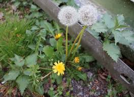 Lowenzahn Fotovorlagen Zum Abzeichnen Pusteblumen Zeichenvorlagen