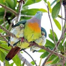 Birds In The Trap Sing Mcknight Meaning Image By Isr Murthy On Birds In 2020 Pet Birds Animals Beautiful Animal Photo