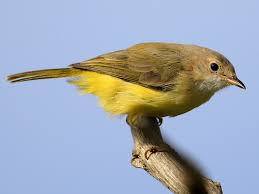 Image result for Pegolettia senegalensis