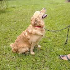 Find golden retriever puppies and breeders in your area and helpful golden retriever information. Golden Retriever Puppies Hwy 87 Kennel Home Facebook