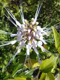White Flower With Long Spiky Petals White Flowers Flowers Petals