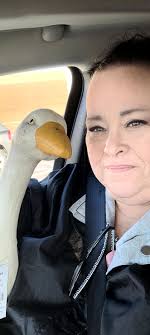 If any one in Albuquerque, New Mexico is looking for a porch goose, Jo  Ann's