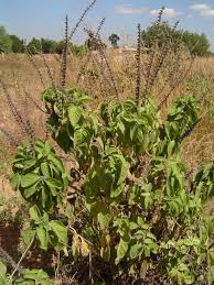 Image result for Coleus barbatus