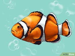Image result for clownfish