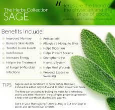 Do You Know That Sage Tea Soothes Indigestion Sage Sagetea Tea Healthy Health Benefits Sage Health Benefits Herbs For Health Sage Tea