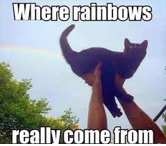 Cat Memes Clean For Kids Animal Jokes Funny Animal Quotes Funny Animal Memes