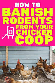 Pin On All About Chickens